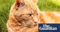How my ginger tom became a terrible klepto-cat | Letter