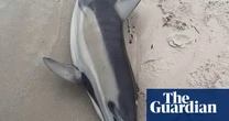 Labor to use black summer-era measure to fast-track algal bloom response as dolphin washes up on beach