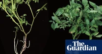 ‘This wasn’t obvious’: the potato evolved from a tomato ancestor, researchers find