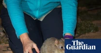 Brush-tailed bettongs released into Mount Gibson sanctuary – video