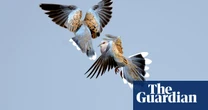 Conservationists race to rescue England’s turtle doves from extinction