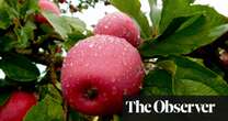 Save our cider: apple growers and producers call on government to protect traditional ‘native wine of England’