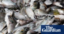 ‘They ate the shrimp, they even ate the crab’: Thai fishers count the cost of a voracious invader