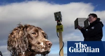 ‘There were stoats in kitchen cupboards’: AI deployed to help save Orkney’s birds