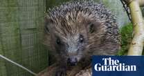 Hedgehogs ‘near threatened’ on red list after 30% decline over past decade