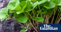 Scientists find ‘mutant’ gene behind foul-smelling species of wild ginger