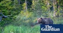 Swedish hunters kill more than 150 brown bears in first days of annual cull