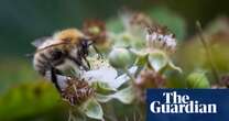 Bumblebee nests are overheating to fatal levels, study finds