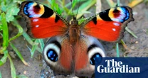 Butterfly genomes have barely changed for 250m years, study reveals