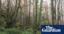 The last fragments of ancient Irish rainforests may face a new threat … trees