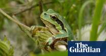 Hitchhiking frog article hopped over a crucial detail | Brief letters