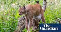 Lynx in France face extinction with population down to 150 adults at most