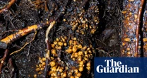 Subterranean fungi networks more than 100 quadrillion km in length, study finds