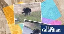 Who is Jimothy? Seven things you need to know about the internet’s favourite raccoon