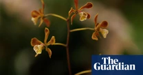 Scientists transplant soil fungi in race to save the world’s rthreatened orchids