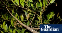 Supersized stick insect discovered in high-altitude trees in north Queensland