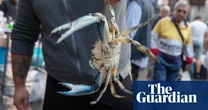 ‘Anything can be edible’: how Italians are making a meal of invasive crabs