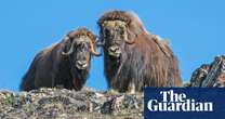 They lived through the ice age. Can the mighty musk ox survive the heat?