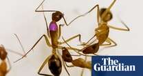 Ants can carry out life-saving amputations on injured nest mates, study shows