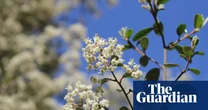 There are just 150 of these creamy-flowered shrubs left in the world – and Victoria’s fire plan may decimate a third