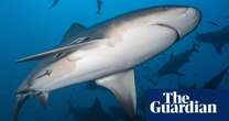 Bull shark numbers thriving despite rising sea temperatures, study says