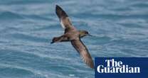 High-flying life of Australia’s birds revealed in new detail – thanks to weather radars