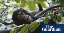 Jane Goodall chimpanzee conservation project in Tanzania hit by USAid cuts