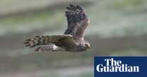 More hen harriers killed in UK during 2023 than in any other year, RSPB says