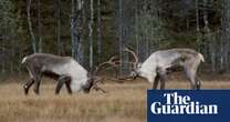 Ghosts of the landscape: how folklore and songs are key to rewilding Finland’s reindeer