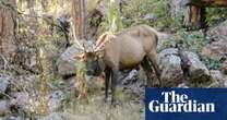 ‘Don’t call it zombie deer disease’: scientists warn of ‘global crisis’ as infections spread across the US