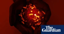 Australian scientists genetically engineer common fly species to eat more of humanity’s waste