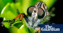 Week in wildlife: a baby pangolin, a gorilla super-mum and Formula One geese