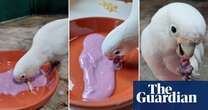 Cockatoos show appetite for dips when eating bland food, find scientists