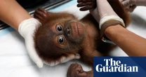 Week in wildlife: blue waterfowl, a rescued baby orangutan and a real-life Pikachu