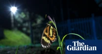 Fade to grey: as forests are cut down, butterflies are losing their colours