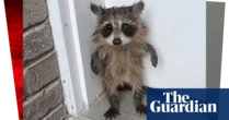 Week in wildlife: acrobatic dolphins, a lost baby raccoon and a pair of Bambis