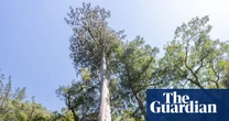 A thousand years old and 20 storeys high: tracking down Taiwan’s tallest trees