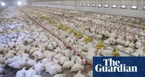Revealed: More than 24,000 factory farms have opened across Europe
