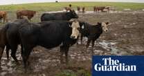 Methane emissions: Australian cattle industry suggests shift from net zero target to ‘climate neutral’ approach