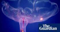 Biology Discovered in the deep: the sea cucumber that lives a jellyfish life