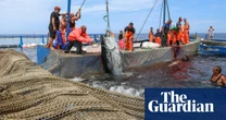‘A frenzy of bodies in the chamber of death’: Italian fishers fight to preserve an ancient tradition