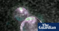 ‘Beautiful blobs’: synthetic life a step closer as scientists make cells using lab-made DNA