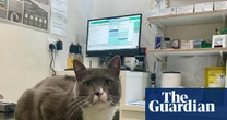 Killer counterfeits: the flea treatments that could send you rushing to the vet