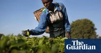 Kenya tells tea factories to cut ties with Rainforest Alliance due to costs