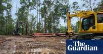 Continued logging of NSW koala habitat is ‘a profound tragedy’, conservationist says