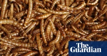 ‘Yuck factor’: eating insects rather than meat to help the planet is failing, study finds