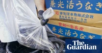 Inside the illegal eel trade: is there a way to stop Europe’s biggest wildlife crime before it’s too late?