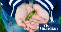 Insects are dying: here are 25 easy and effective ways you can help protect them
