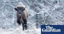 Herd of 170 bison could help store CO2 equivalent of almost 2m cars, researchers say