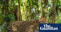 ‘We’re winning a battle’: Mexico’s jaguar numbers up 30% in conservation drive